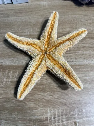 Stella marina decorativa