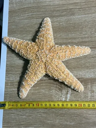 Stella marina decorativa