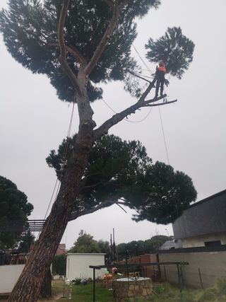 Se realiza poda de árboles en altura muy económico