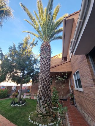 Se realiza poda de árboles en altura muy económico