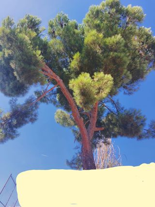 Se realiza poda de árboles en altura muy económico