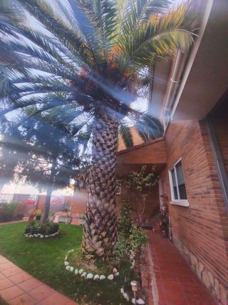 Se realiza poda de árboles en altura muy económico