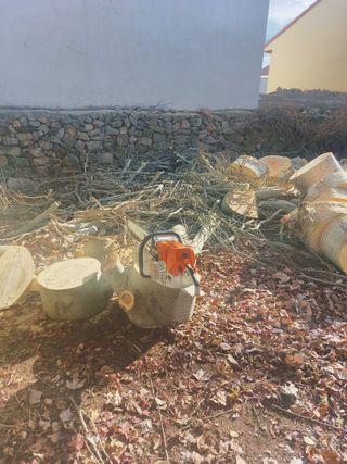 Se realiza poda de árboles en altura muy económico