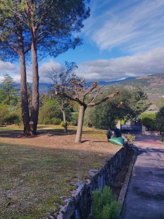 Se realiza poda de árboles en altura muy económico