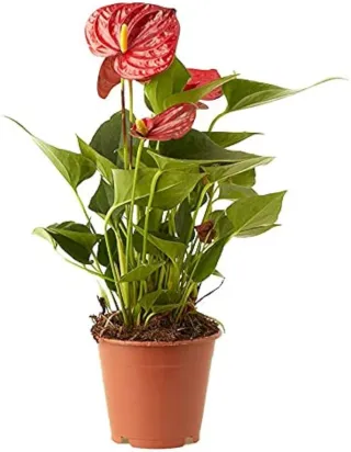 Planta Anturio Rojo 40cm con flor.