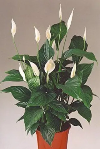 Spaty Spathiphyllum Planta en maceta con flor