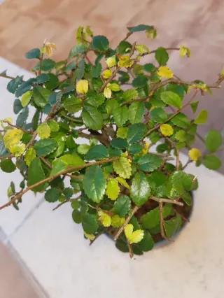 Bonsai Olmo. Solo en mano.