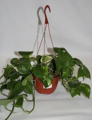 Planta colgante interior