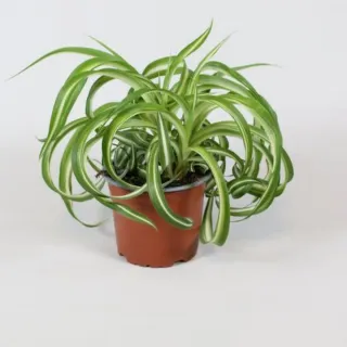 Planta Clorofitum Cinta