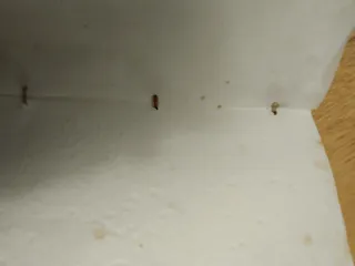 Álbum de fotos artesanal