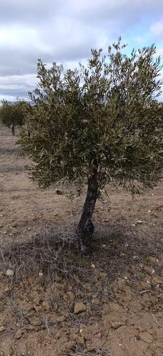 Planta de Olivos