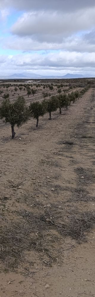 Planta de Olivos
