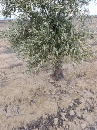 Planta de Olivos