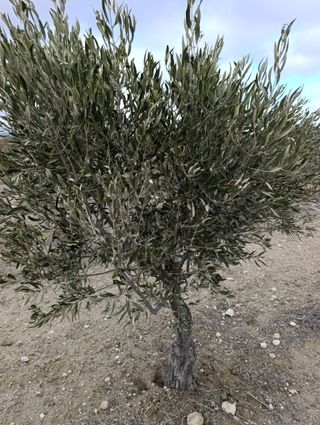 Planta de Olivos