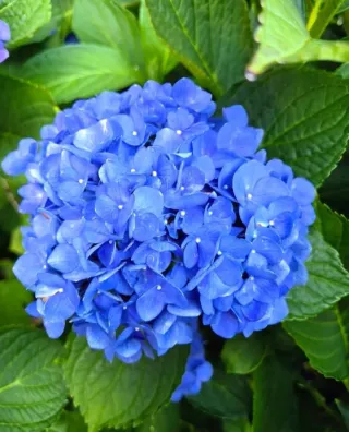 Hortensias azules