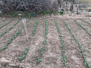 Alquiler Huerto 1158 m2 en Guisona Escocho ofertas