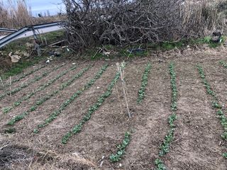 Alquiler Huerto 1158 m2 en Guisona Escocho ofertas