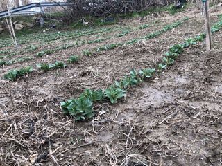 Alquiler Huerto 1158 m2 en Guisona Escocho ofertas