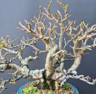 Cotoneaster Shohin Bonsai