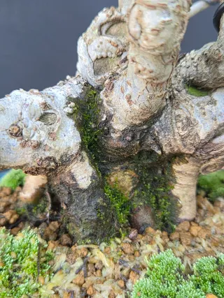 Cotoneaster Shohin Bonsai