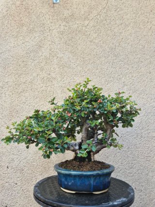 Cotoneaster Shohin Bonsai