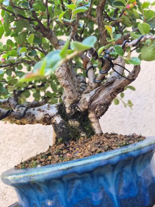 Cotoneaster Shohin Bonsai
