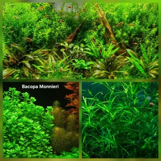 Pack 45x | 6 Espécies Plantas Acuário Low Tech