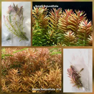 Pack 45x | 6 Espécies Plantas Acuário Low Tech