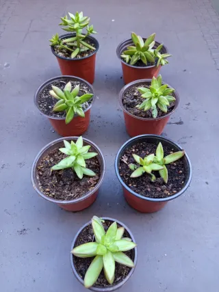 Plantas suculentas en maceta