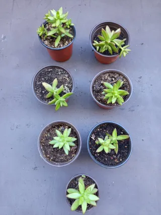 Plantas suculentas en maceta