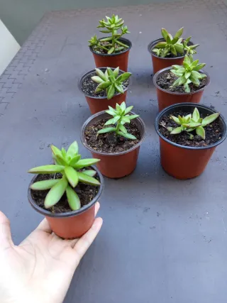 Plantas suculentas en maceta