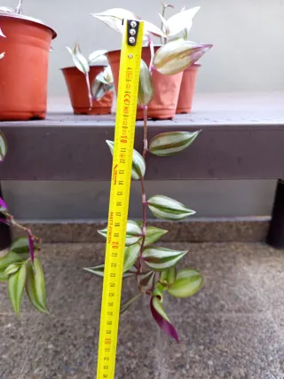 Planta Tradescantia Zebrina