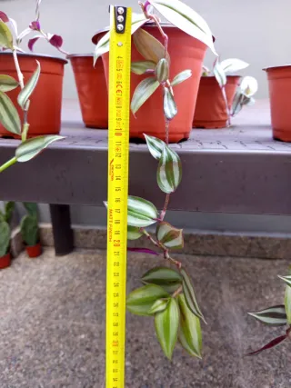 Planta Tradescantia Zebrina