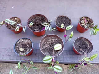 Planta Tradescantia Zebrina