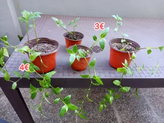 Planta colgante