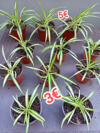 Planta cinta/ araña