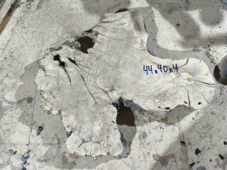 Rodajas de olivo en grosor de 4 centímetros.