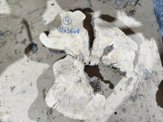 Rodajas de olivo en grosor de 4 centímetros.