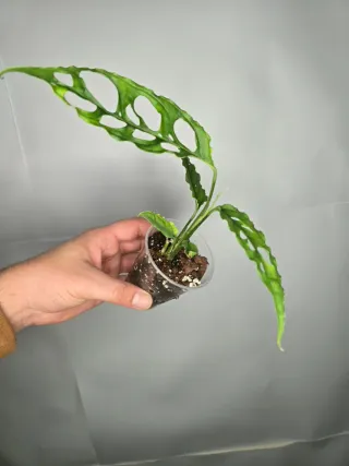 Monstera "Obliqua Perú"