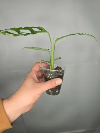 Monstera "Obliqua Perú"