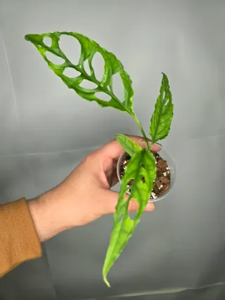 Monstera "Obliqua Perú"