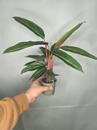 Calathea (Stromanthe "Triostar Thalia")