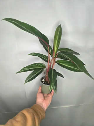 Calathea (Stromanthe "Triostar Thalia")