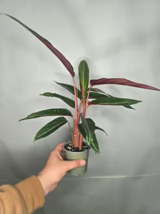 Calathea (Stromanthe "Triostar Thalia")