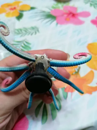 Polipo calamita colorato