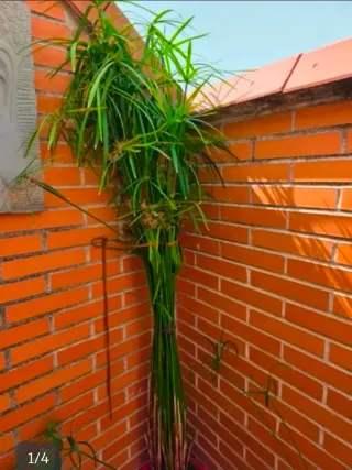 Planta de papiro
