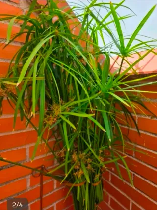 Planta de papiro