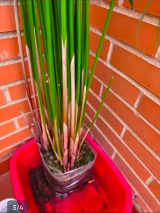 Planta de papiro