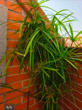 Planta de papiro