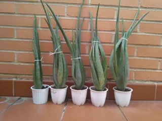 Plantas de Aloe Vera